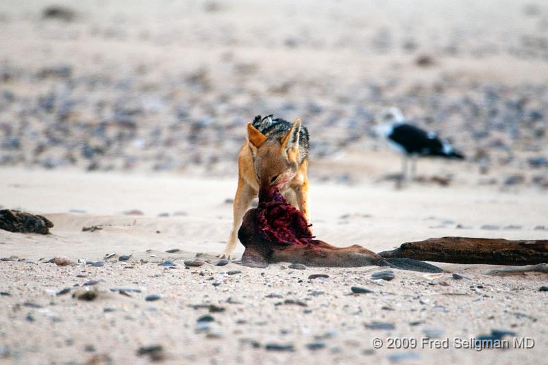 20090605_155705 D300 X1.jpg - Various stages of the Jackal feeding on the seal